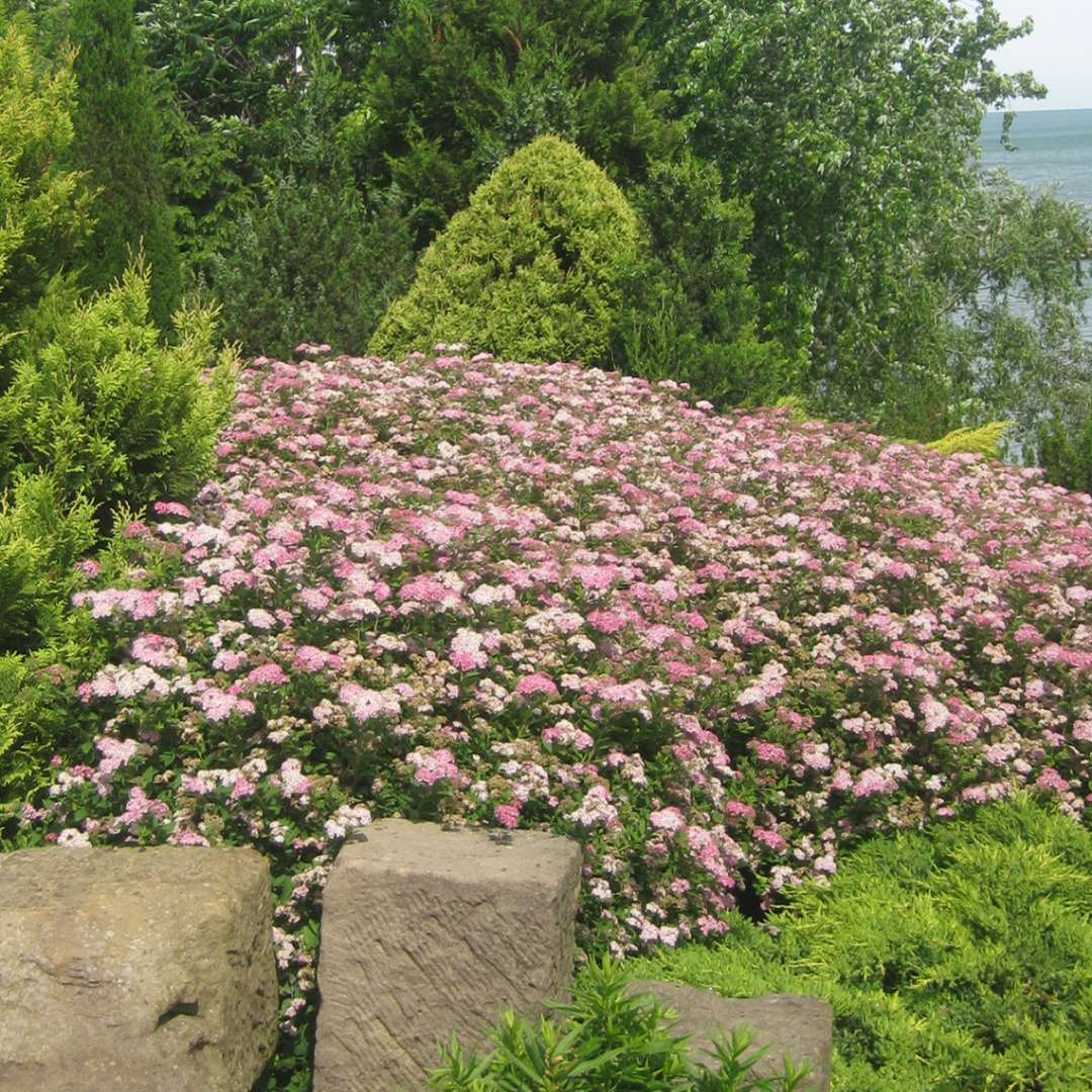 Drift of pink-flowering Spiraea Little Princess in sloped lakeside planting